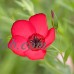 Scarlet Flax Wildflower Seeds - 4 oz Seed Pouch - Annual Wild Flower Garden - Scarlet Maroon Blooms - Linum grandiflorum rubrum   566983576